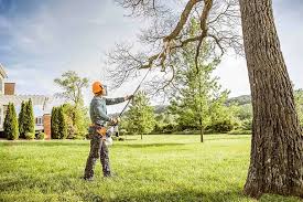 Best Emergency Tree Removal  in Nogales, AZ