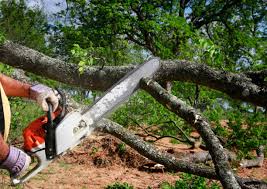 Best Hedge Trimming  in Nogales, AZ